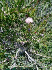 Melaleuca nesophila