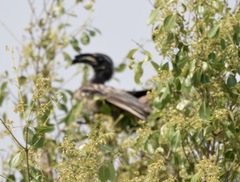 Lophoceros nasutus