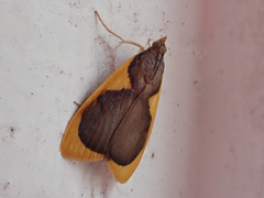 Prooedema inscisalis