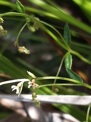Gonocarpus tetragynus