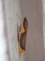 Prooedema inscisalis