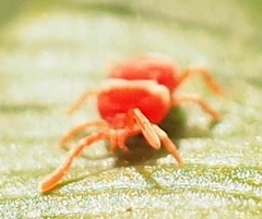 Microtrombidiidae