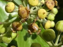Thaumatomyia notata