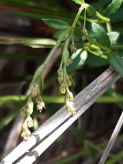 Gonocarpus tetragynus