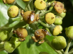 Thaumatomyia notata