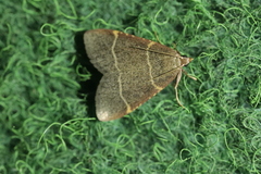 Hypsopygia glaucinalis