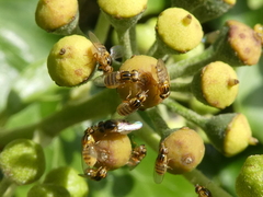 Thaumatomyia notata