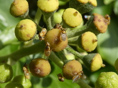 Thaumatomyia notata