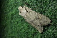 Lithophane ornitopus