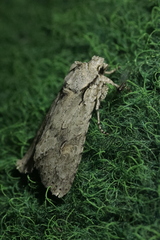 Lithophane ornitopus