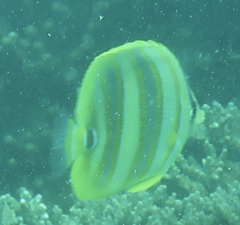 Chaetodon rainfordi