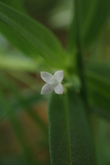 Oldenlandia corymbosa