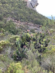 Protea eximia