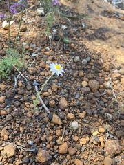 Hyalosperma cotula