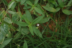 Oldenlandia corymbosa