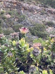 Protea eximia