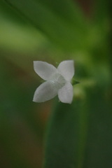 Oldenlandia corymbosa