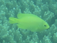 Pomacentrus moluccensis