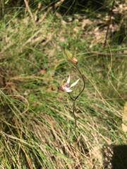 Caladenia moschata