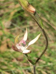 Caladenia moschata