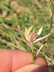 Caladenia moschata