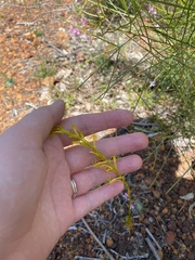 Tripterococcus brunonis