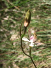 Caladenia moschata