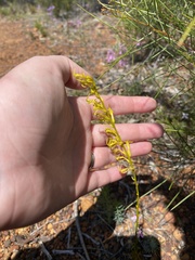 Tripterococcus brunonis