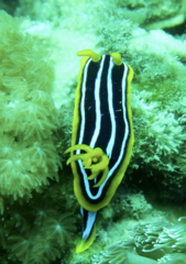 Chromodoris kuiteri