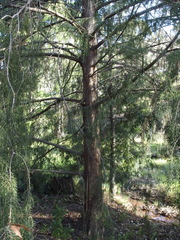Juniperus cedrus