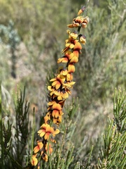 Sphaerolobium medium