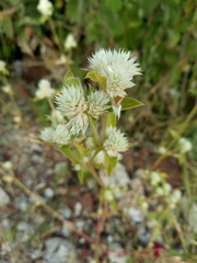 Gomphrena serrata