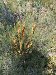 Sphaerolobium medium