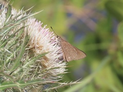 Asbolis capucinus
