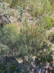 Sphaerolobium medium