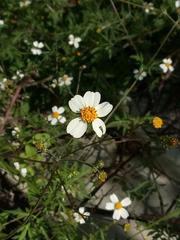 Bidens odorata