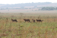 Acinonyx jubatus jubatus