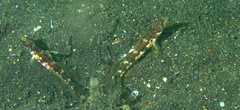 Tomiyamichthys alleni