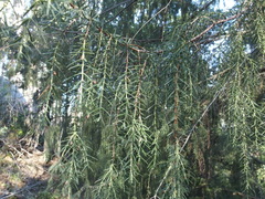 Juniperus cedrus