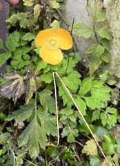 Papaver cambricum