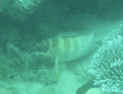 Epinephelus fasciatus
