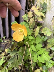 Papaver cambricum
