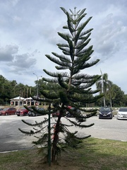 Araucaria