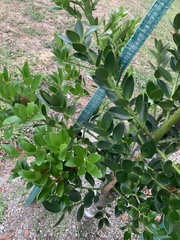 Ficus microcarpa