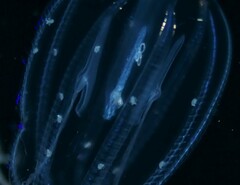 Hyperiidae