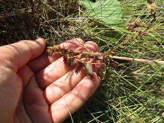 Sanguisorba minor balearica