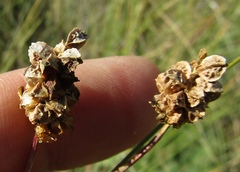 Sanguisorba minor balearica