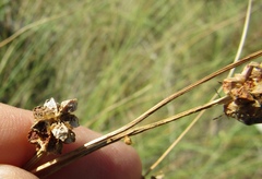 Sanguisorba minor balearica