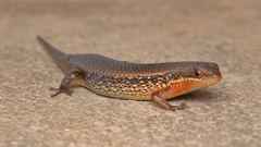 Eutropis macularia