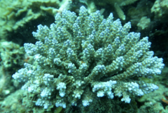 Acropora valida